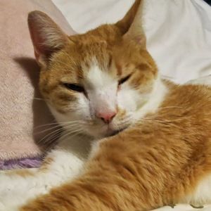 Meet your Posher, Chelsea